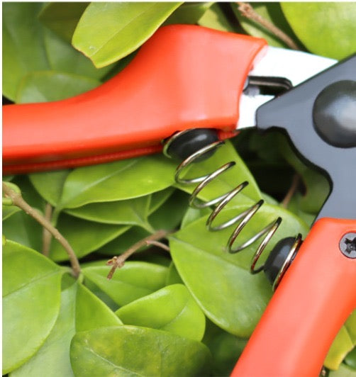 Bypass Pruner 19cm (Carton of 90)